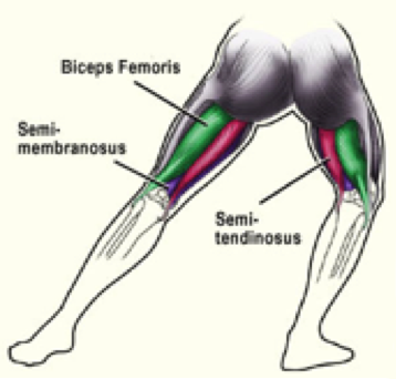 Biceps Femoris Muscle Definition Diet